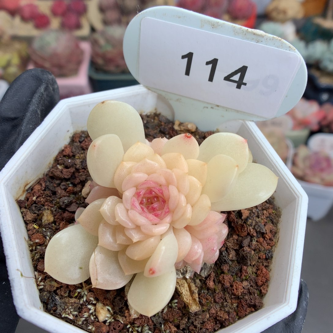 114 灯泡叶麦杆多肉