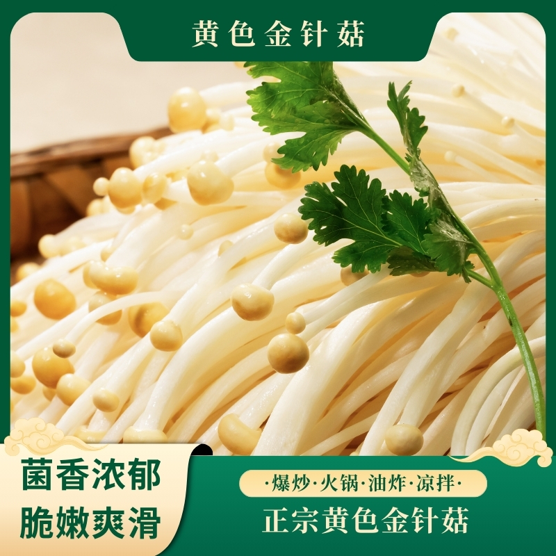 新鲜黄色金针菇脆爽好吃应季菇菌火锅餐饮食材蔬菜