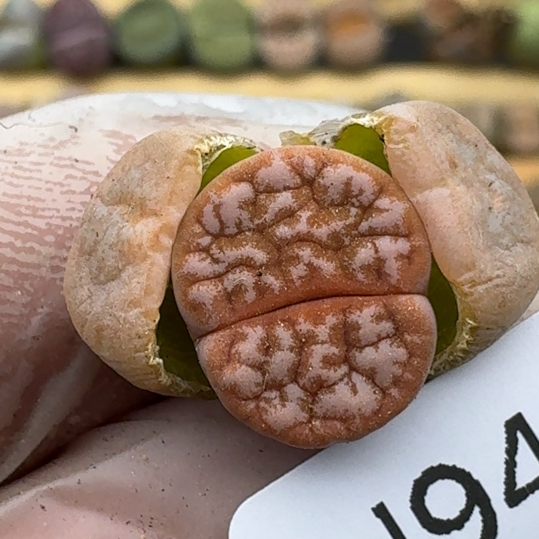 942哈哈哈哈哈哈哈哈哈