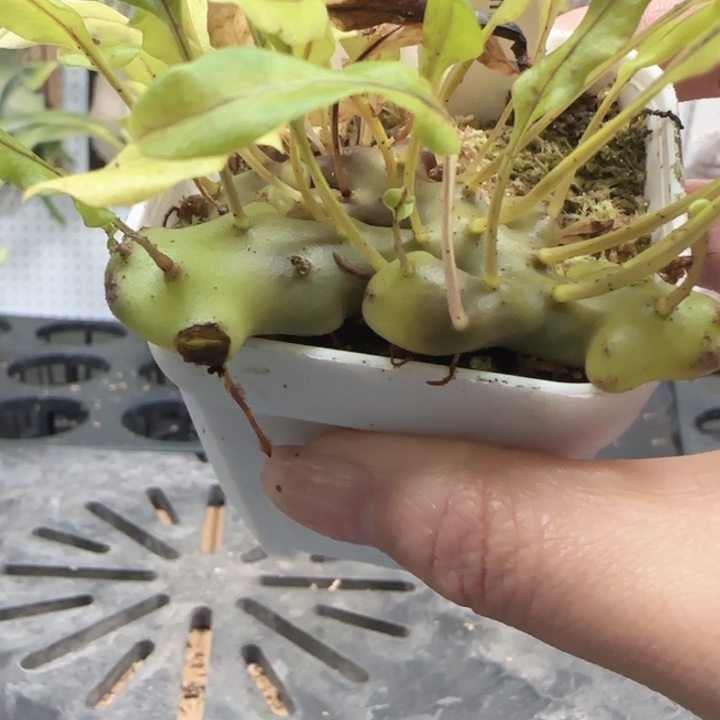 锯刺蚁蕨棒棒哒66