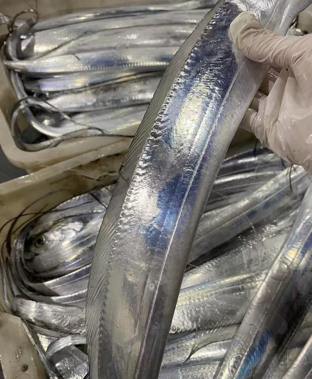 整条深海野生油带鱼无破肚鲜鱼急冻顺丰冷链发货新鲜小眼