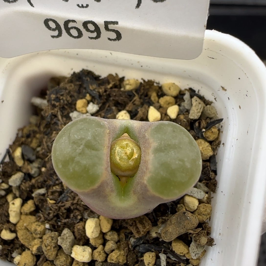 9695。雪花磁铁。。。。。。。