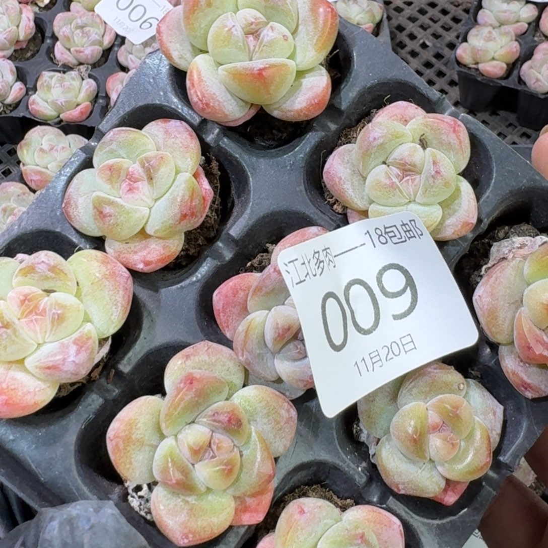 09 号到手1框江北多肉