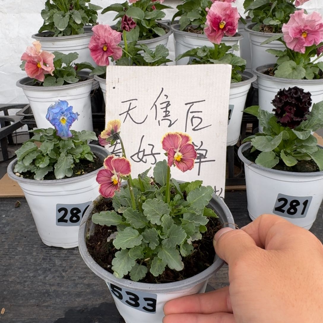 全部花朵533号心跳