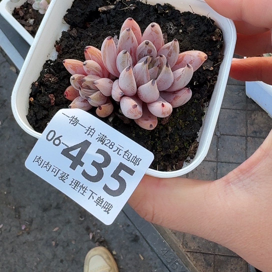 魔爪无盆土发货无盆土无