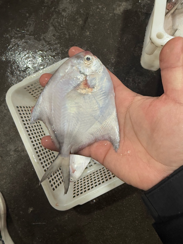 南海野生银鲳鱼鲜活速冻肉质鲜美