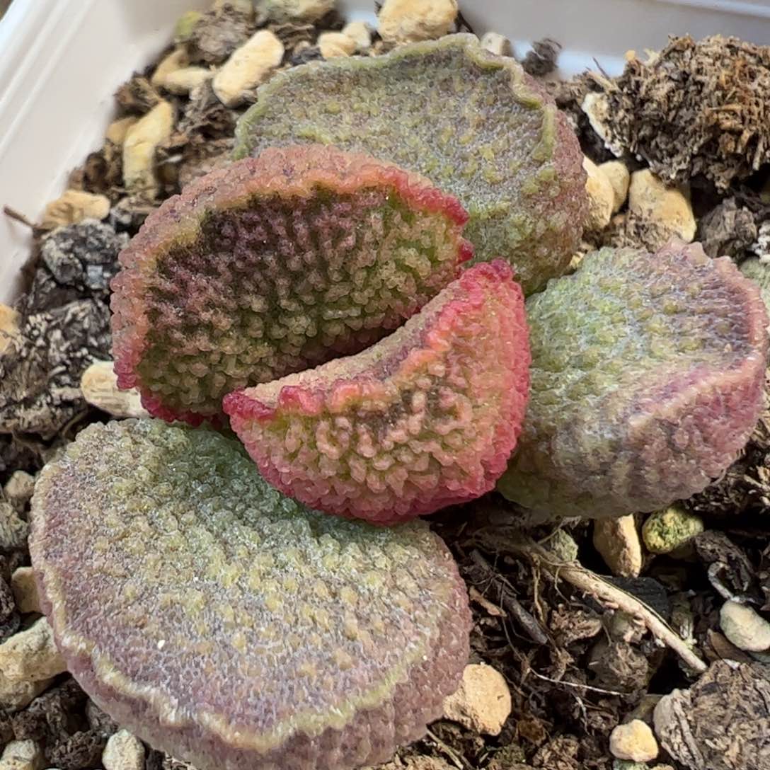 024-9437实生新品多肉植物水泡