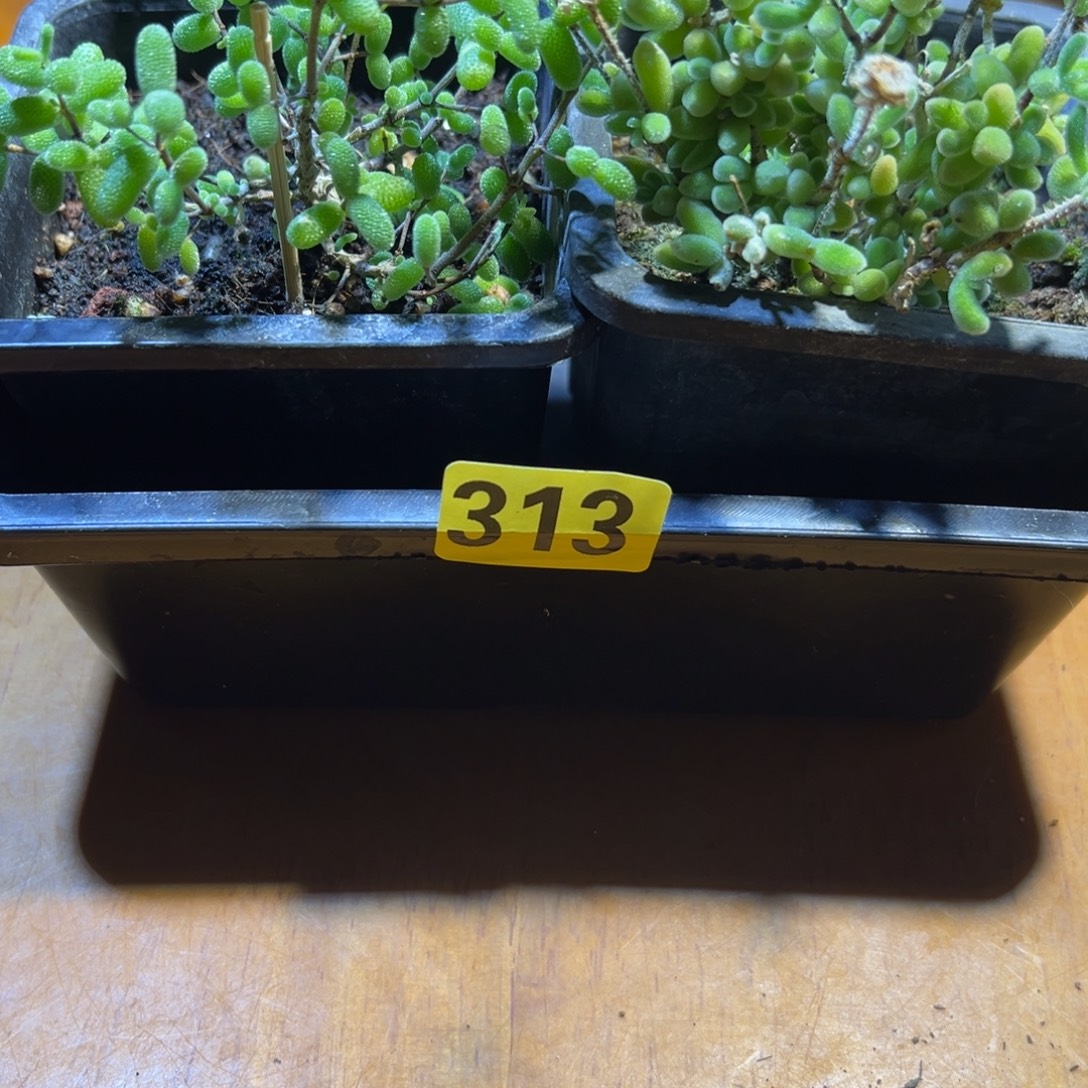 枝干番杏多肉植物313