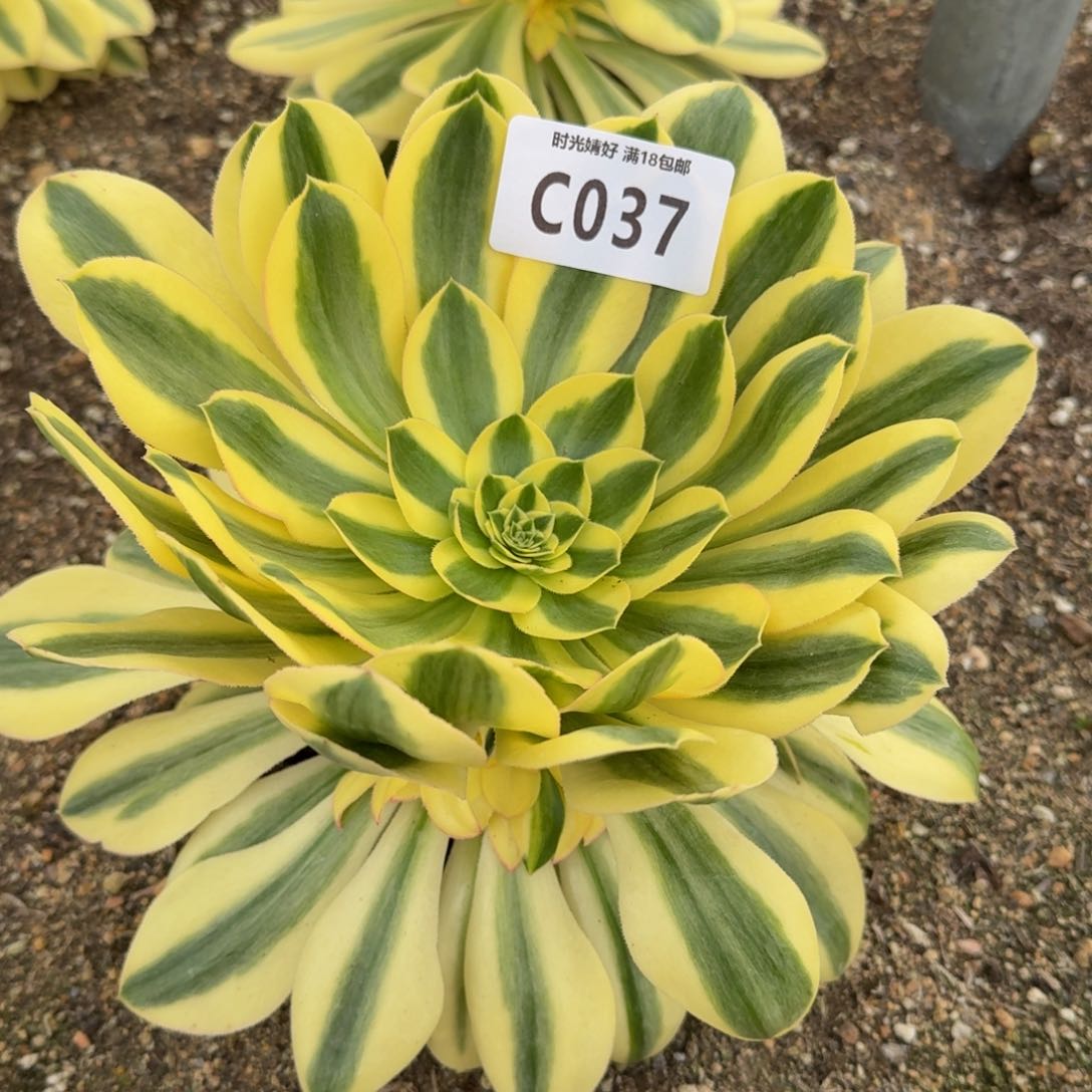 037绿珀多肉植物