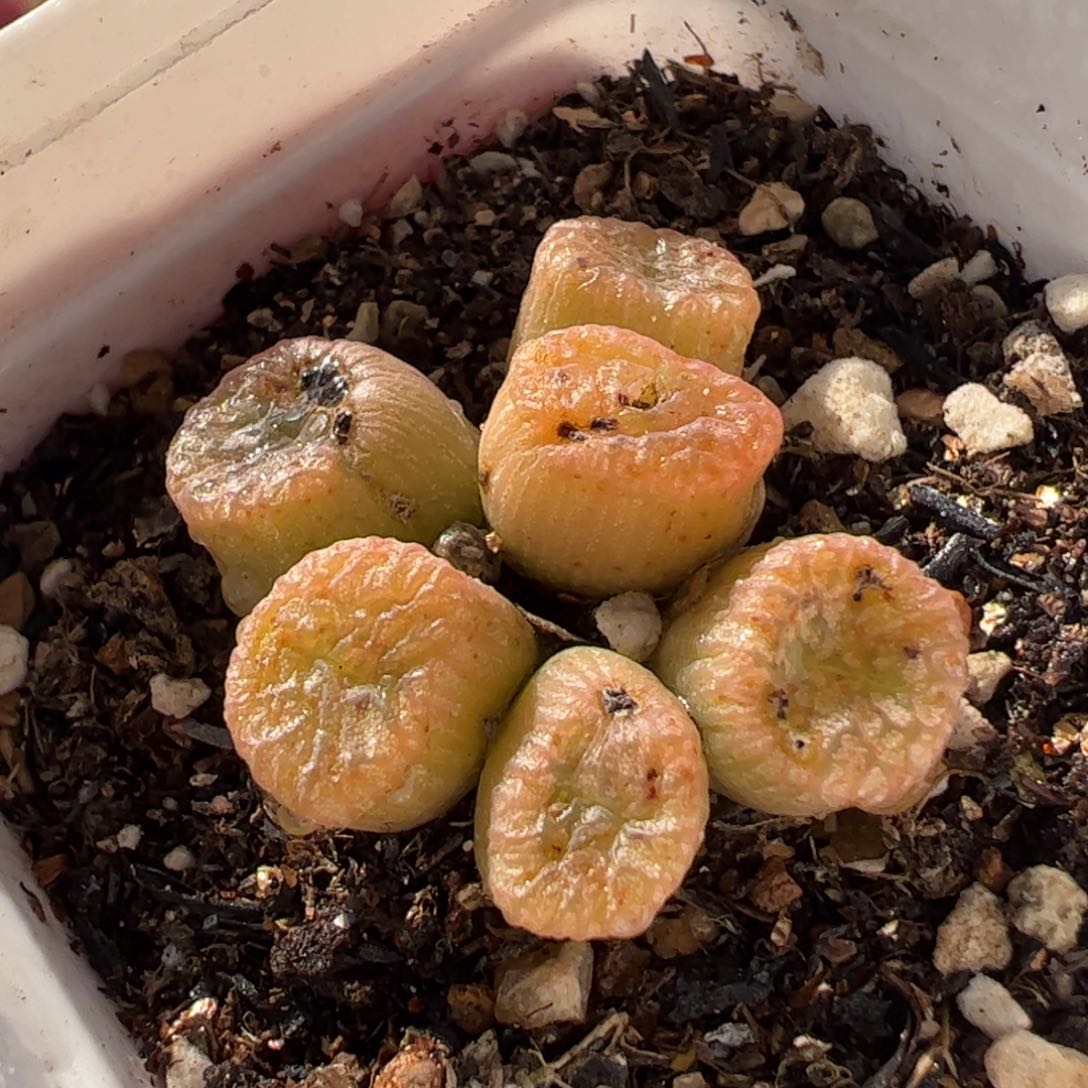 951多肉植物百科