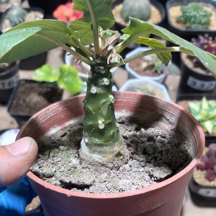 324锦叶琉桑块根