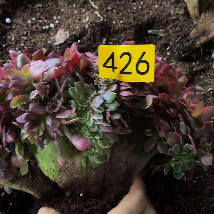 多肉植物福利来426
