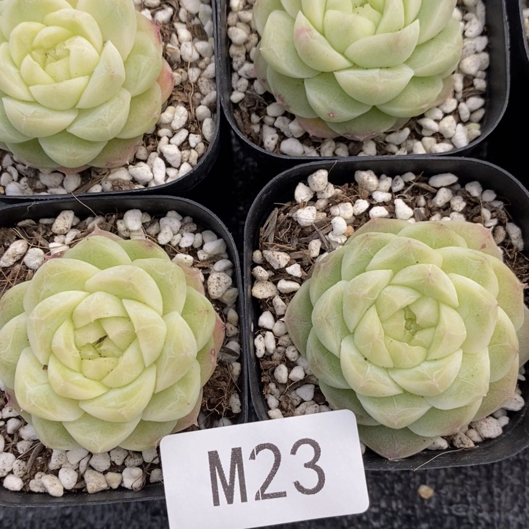 M23-奶油梨花白单头一个