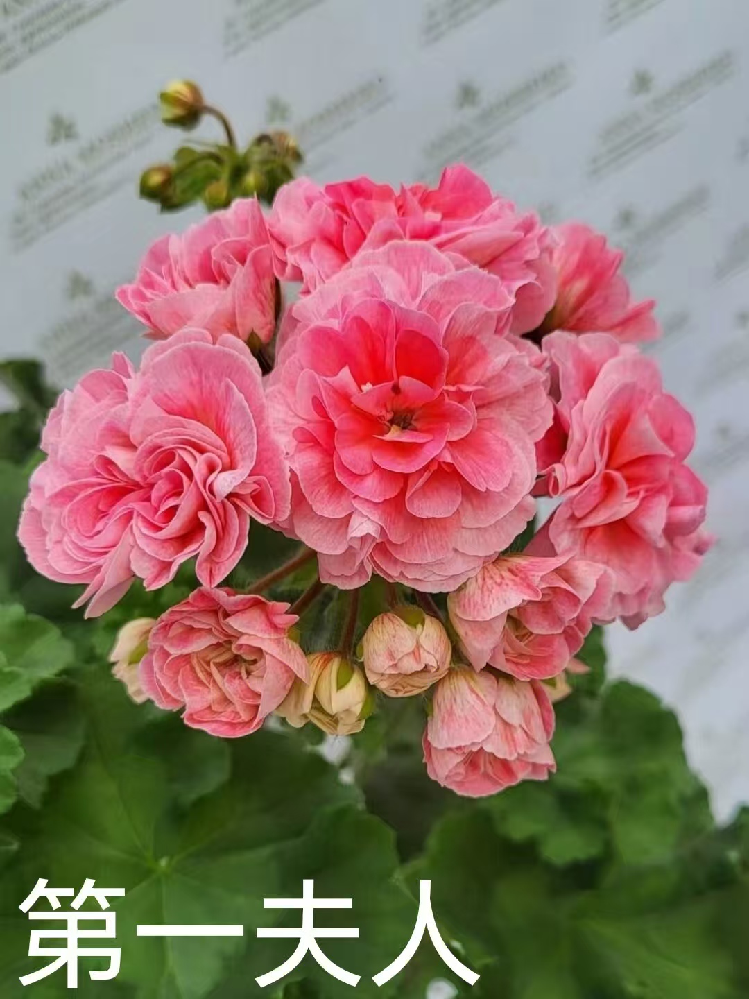 【第一夫人】半兽系重瓣天竺葵