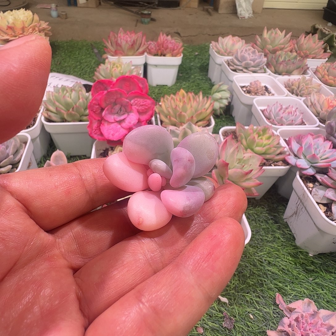 苝****多肉植物多肉植物