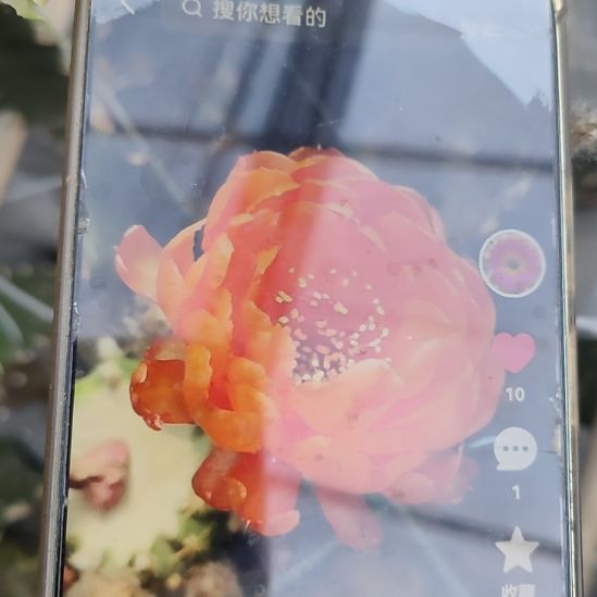 仙人球丽花橙牡丹侧芽