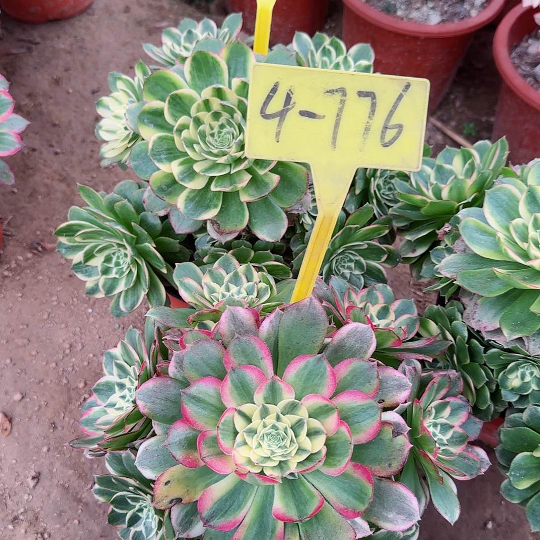 4-776---多头多肉植物