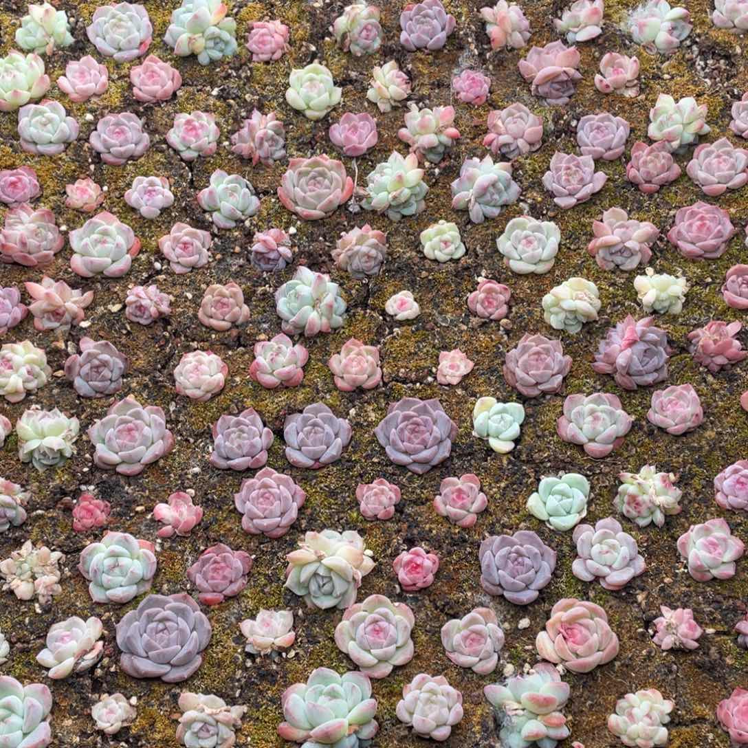 云糖心多肉植物50