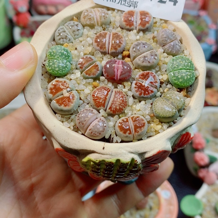 生石花花花花花花花花724