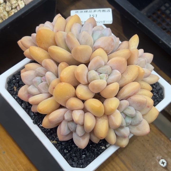 张张精品多肉甄选151
