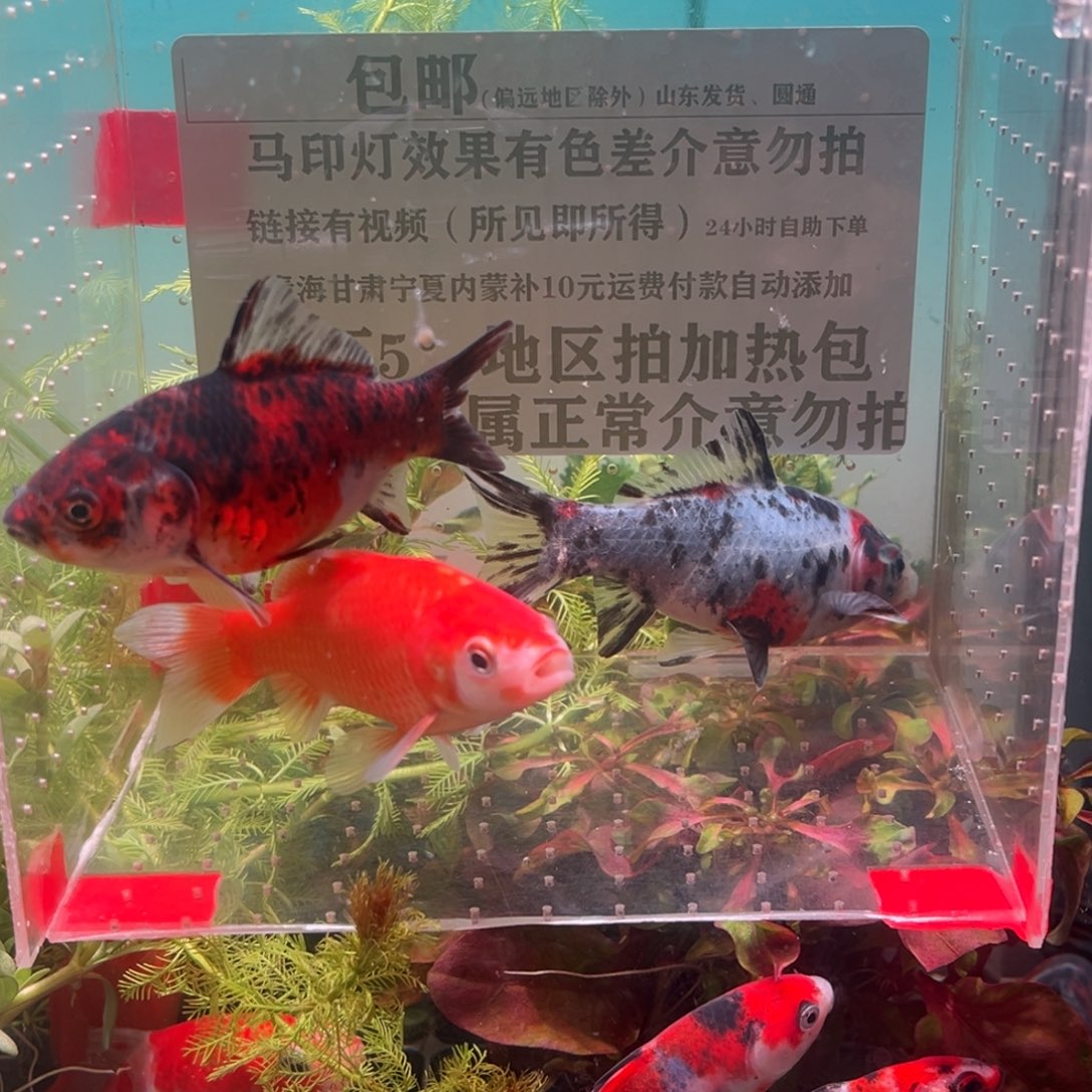 海水鱼273号各区州区长及