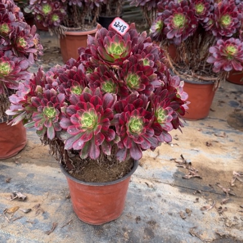 22-38安娜多肉植物