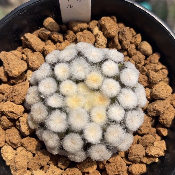 帕米尔    侧芽自根