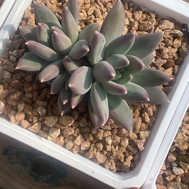 三头孔雀翎111111111