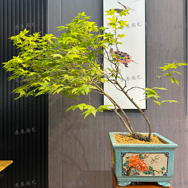 海岛石枫意境盆景室内室外养护书房茶室