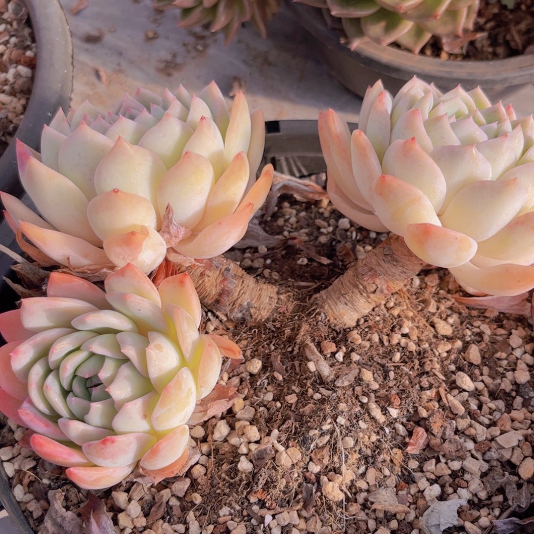 莎冰0220多肉植物