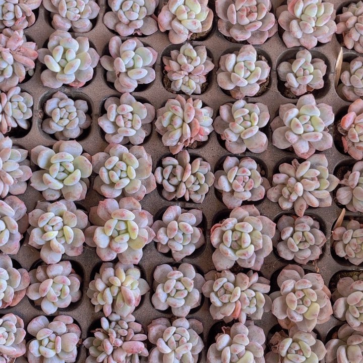 柯*。一物一拍梦露穴盘一整盘发货