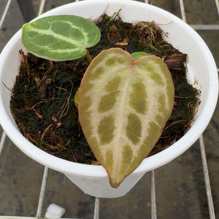 完全开放10号wonderboy2.0