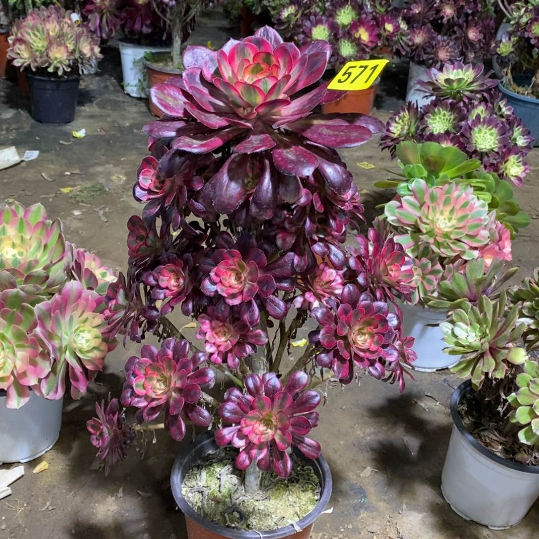 香奈多肉法师红色571