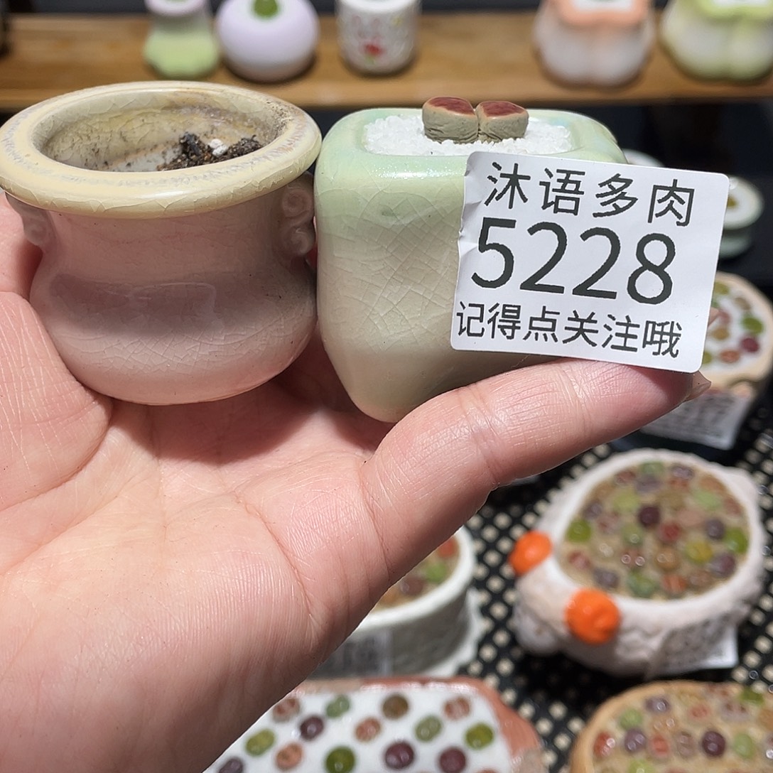 小***呼带盆土植物 一物一拍5228