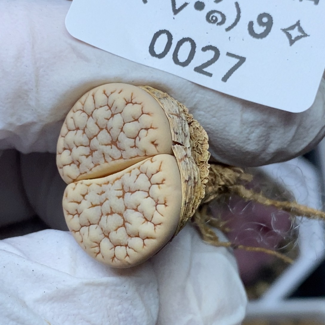 0027。零下拍保温.18包邮.当天凑哦