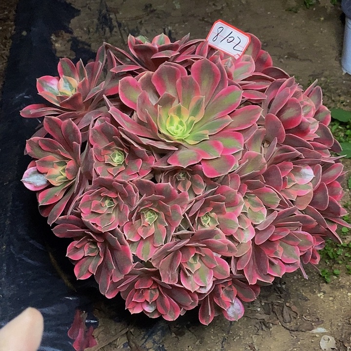 喜***药粉花妖老桩捧花8102号