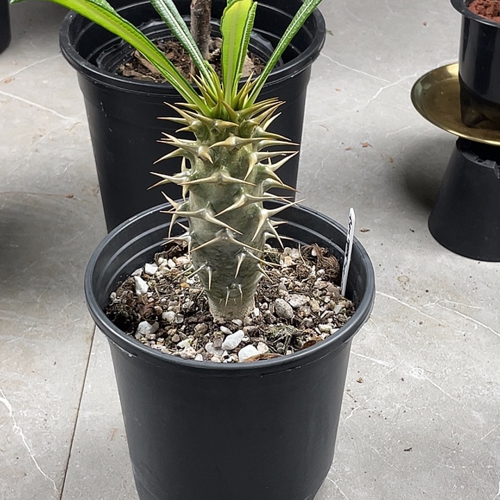 安博棒槌块根精品