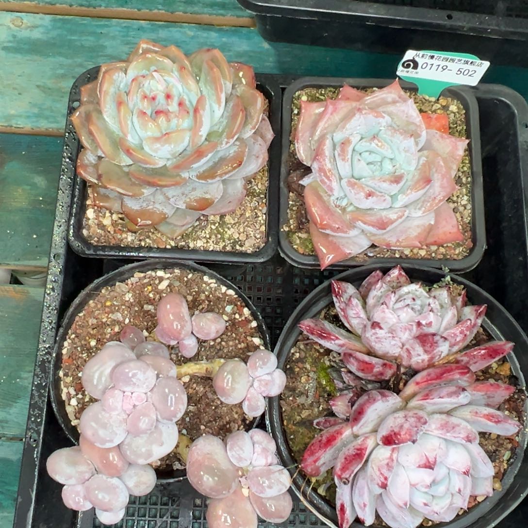 多肉精选编号0119.502