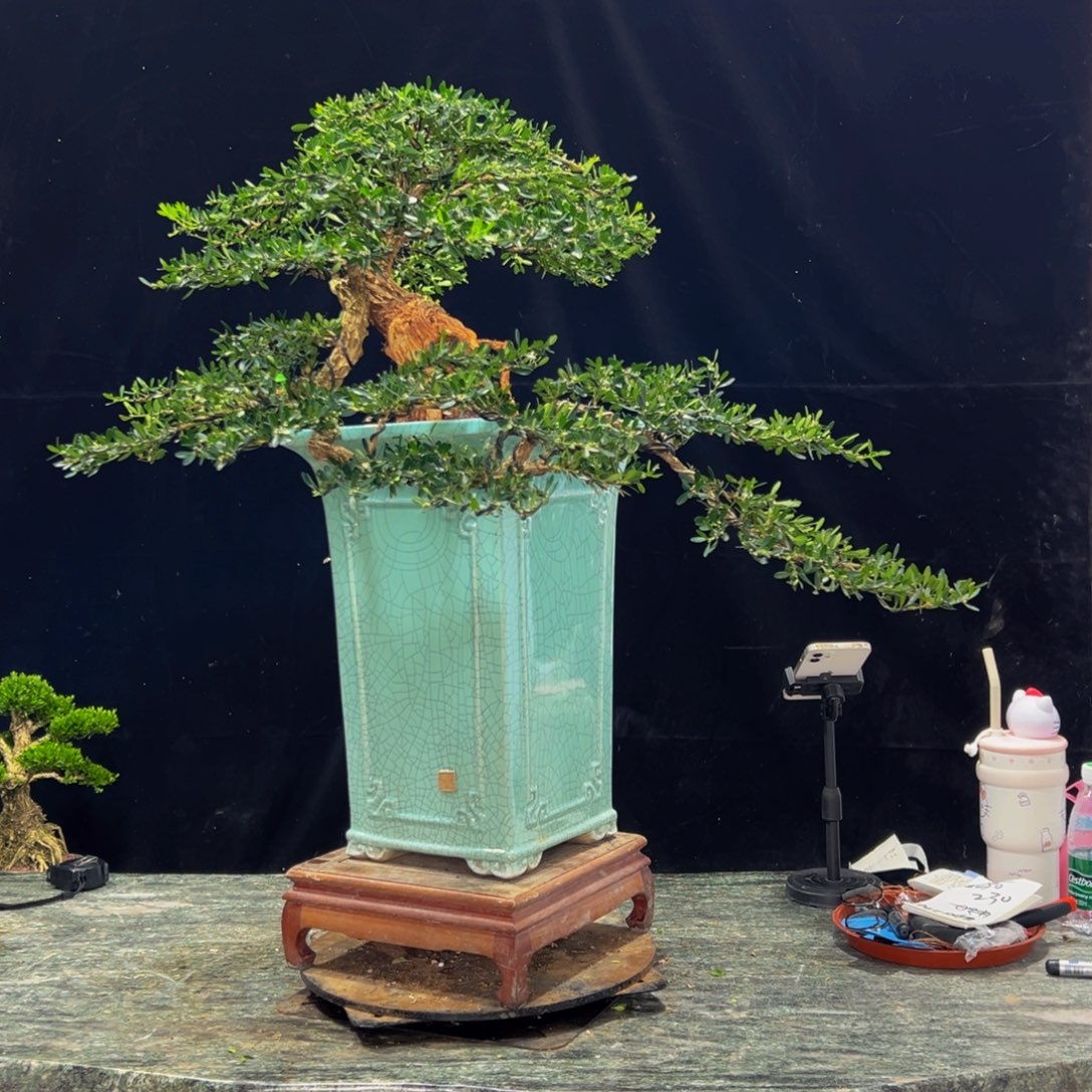 无花朵广东黄杨四季常青