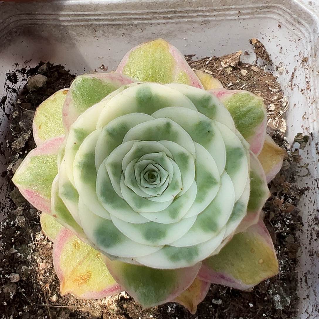 山地玫瑰锦冬雪6月10日819号