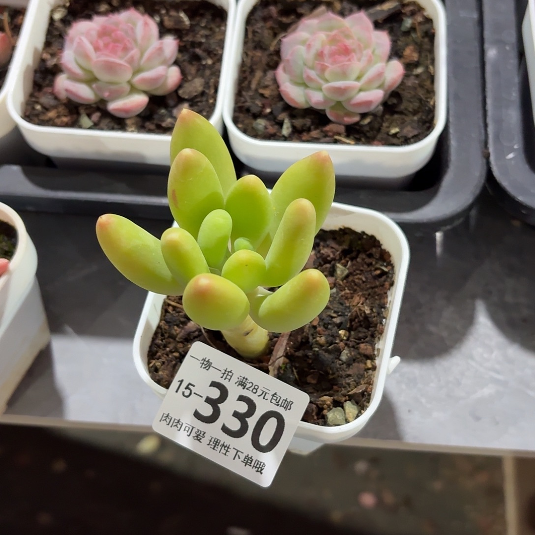 金蝉无盆土发货无