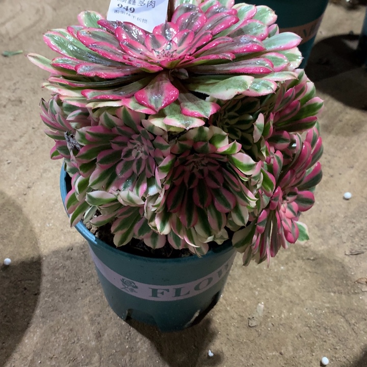 949粉铜多肉植物特价