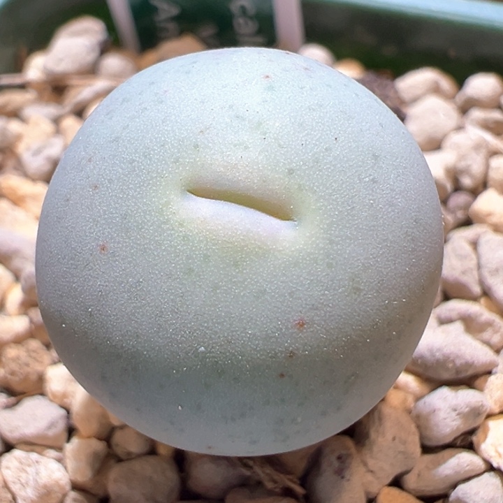 892。 青蛙种源优选amampoort