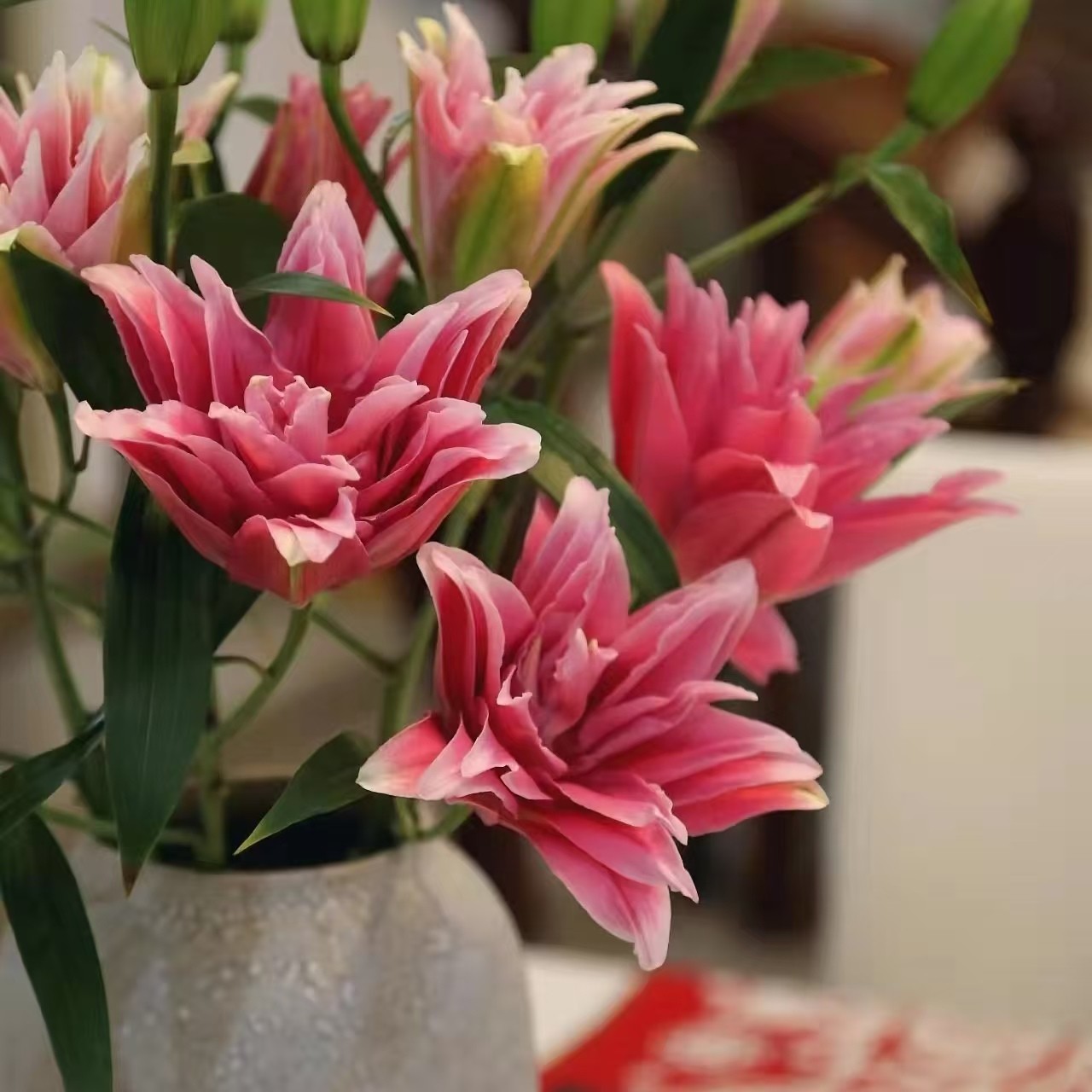 【艾琳娜重瓣】香水百合东北基地全国顺丰包邮好养水生花美观优质