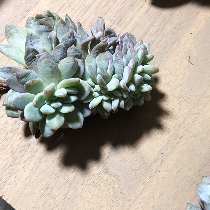 花卷专拍多肉植物