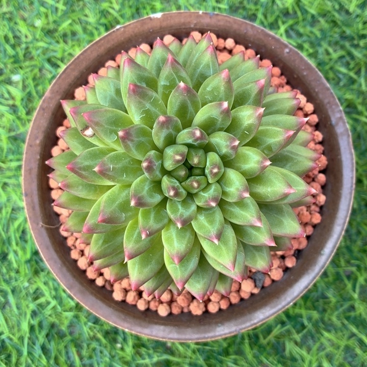 多肉植物 派大星-4