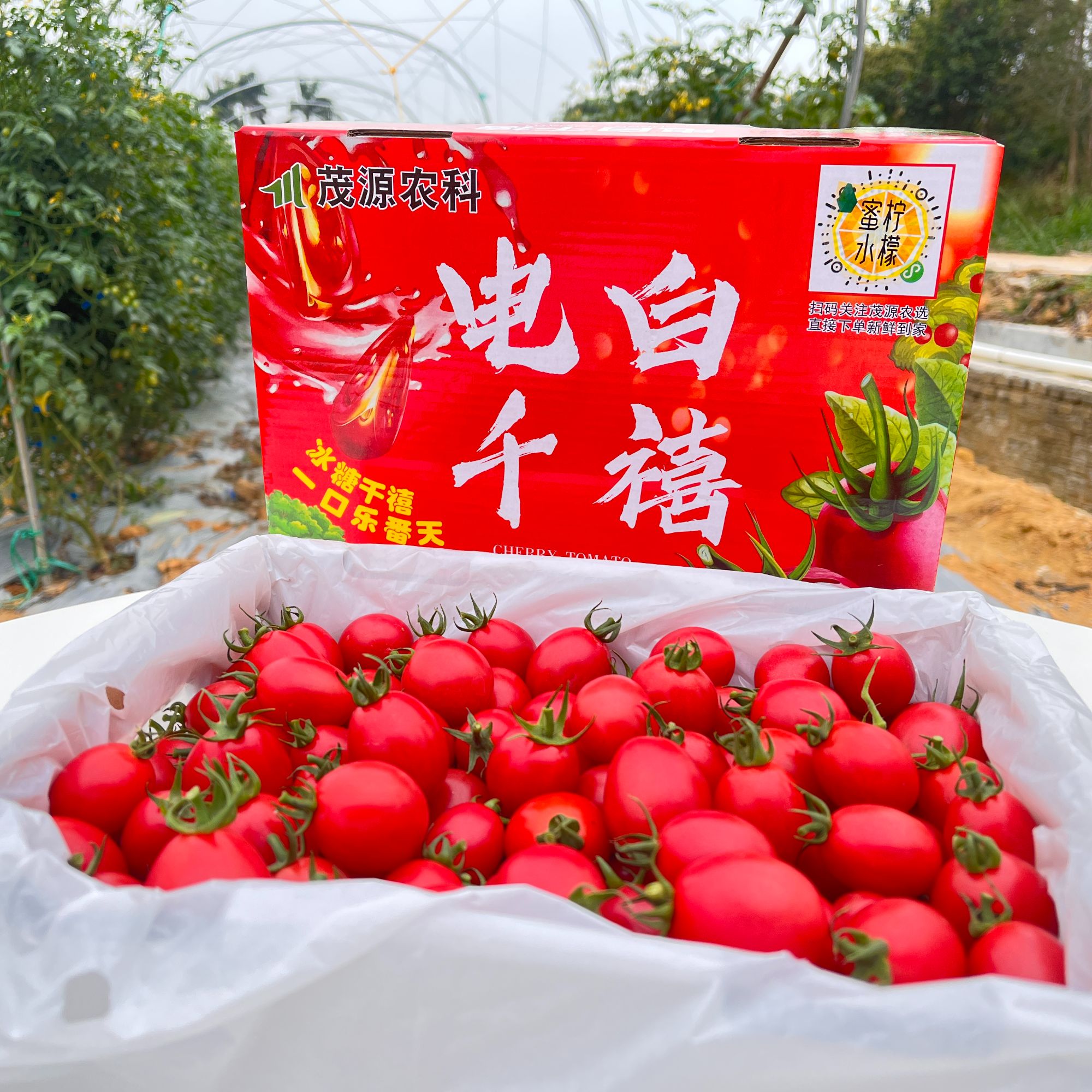 送礼专用茂名电白原产千禧净果三斤，粉丝吃过，品质包装都是拿的出手的