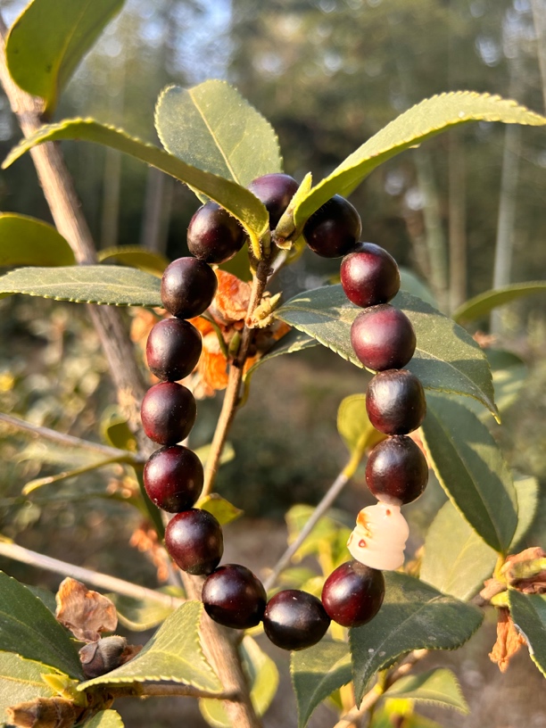 原生态无患子无修无磨黑透红（渐变红）带招财猫配件卡12-14