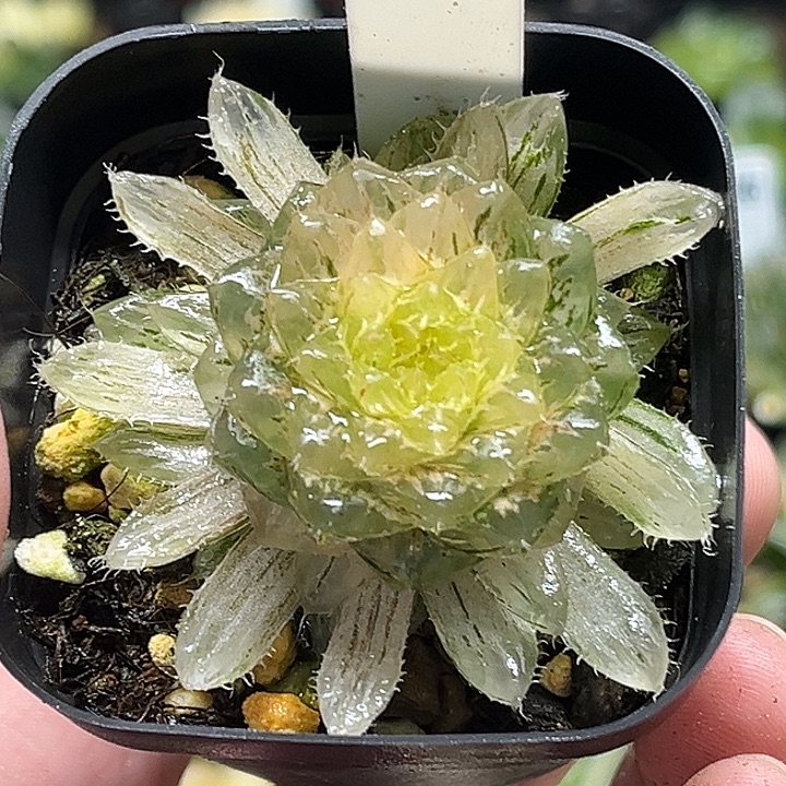 196翠云玉露锦头家多肉十二卷