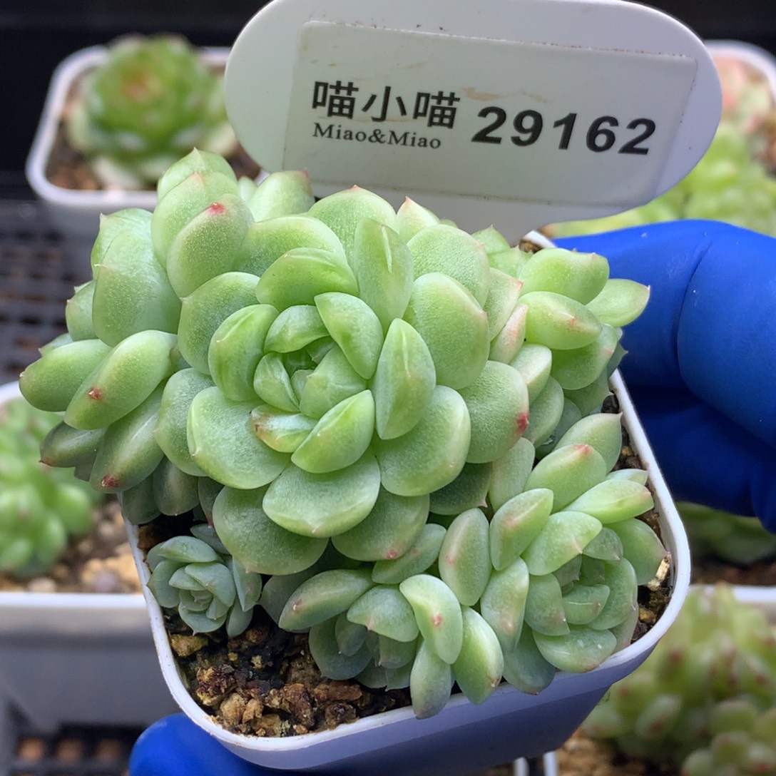 元***去多肉植物杂交珍妮